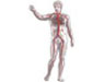 Circulation sanguine