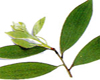 Cajeput (Melaleuca cajuputii) BIO, Pranar�m, 10ml
