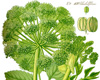 Ang�lique (Angelica archangelica), Pranar�m, 5 ml