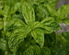 Basilic exotique (Ocimum basilicum) BIO, Pranar�m, 10 ml