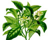 Bergamotier (Citrus bergamia), Pranar�m, 10ml