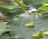 Bois de H� (Cinnamomum camphora ct linalol), Pranar�m, 10ml