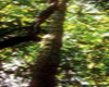 Bois de rose (Aniba rosaeodora) BIO, Pranarôm, 10 ml Bois de rose (Aniba rosaeodora) BIO, Pranarôm, 10 ml