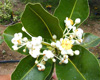 Huile de calophylle inophylle BIO, Pranarôm, 50 ml Huile de calophylle inophylle BIO, Pranarôm, 50 ml