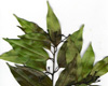 Cannelier de Ceylan feuille (Cinnamomum verum), Pranar�m, 10 ml