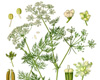Carvi (Carum carvi), Pranar�m, 10 ml
