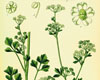 C�leri (Apium graveolens), Pranar�m, 10 ml
