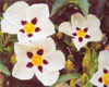 Ciste ladanif�re (Cistus ladan.) BIO, Pranar�m, 5 ml
