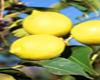 Citronnier (Citrus limon) BIO, Pranar�m, 10 ml