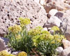Criste marine (Crithmum maritimum) BIO, Pranar�m, 5 ml