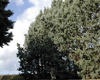 Cyprès toujours vert (Cupressus sempervirens), 10 ml, Pranarôm Cyprès toujours vert (Cupressus sempervirens), 10 ml, Pranarôm