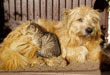 Les �lixirs et  les animaux