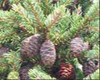 Epinette noire (Picea Mariana) BIO, Pranar�m, 10 ml
