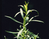 Estragon (Artemisia dracunculus), Pranarôm, 5 ml Estragon (Artemisia dracunculus), Pranarôm, 5 ml