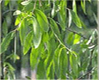 Eucalyptus citronn� (Eucalyptus citriodora), Pranar�m, 10 ml