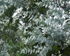 Eucalyptus globuleux (Eucalyptus globulus) BIO, Pranar�m, 10 ml