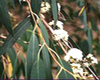 Eucalyptus radi� (Eucalyptus radiata) BIO, Pranar�m, 10 ml