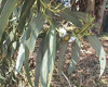 Eucalyptus smithii (Eucalyptus smithii) BIO, Pranarôm, 10 ml Eucalyptus smithii (Eucalyptus smithii) BIO, Pranarôm, 10 ml