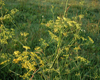 Fenouil (Foeniculum vulgare) BIO, Pranar�m, 10 ml