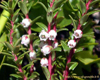 Gaulth�rie couch�e (Gaultheria procumbens), Pranar�m, 10 ml