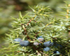 Gen�vrier commun (Juniperus communis), Pranar�m, 5 ml