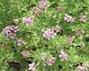 G�ranium d'Egypte (Pelargonium x asperum), Pranar�m, 10 ml
