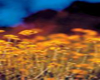 Immortelle (Helichrysum italicum), Pranarôm, 5 ml Immortelle (Helichrysum italicum), Pranarôm, 5 ml