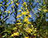 Inule odorante (Inula graveolens) BIO, Pranar�m, 5 ml