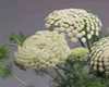 Khella (Ammi visnaga), Pranar�m, 5 ml