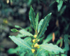 Laurier noble (Laurus nobilis), Pranar�m, 5 ml