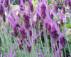 Lavande stoechade (Lavandula stoechas) BIO, Pranarôm, 10 ml Lavande stoechade (Lavandula stoechas) BIO, Pranarôm, 10 ml