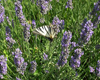 Lavande vraie (Lavandula angustifolia) BIO, Pranar�m, 10 ml