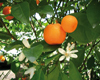 Mandarinier (Citrus reticulata) BIO, Pranar�m, 10 ml