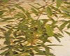 Mandravasarotra (Cinnamosma fragrans) BIO, Pranarôm, 10 ml Mandravasarotra (Cinnamosma fragrans) BIO, Pranarôm, 10 ml