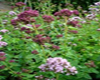 Marjolaine à coquilles (Origanum majorana) BIO, Pranarôm, 5 ml Marjolaine à coquilles (Origanum majorana) BIO, Pranarôm, 5 ml