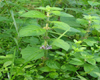 Menthe des champs (Mentha arvensis) BIO, Pranarôm, 10 ml Menthe des champs (Mentha arvensis) BIO, Pranarôm, 10 ml