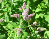 Menthe poivr�e (Mentha x piperita), Pranar�m, 10 ml