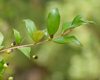Myrte (Myrtus communis ct2) BIO, Pranarôm, 10 ml Myrte (Myrtus communis ct2) BIO, Pranarôm, 10 ml