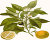 N�roli (Citrus aurantium ssp amara), Pranar�m, 2 ml