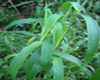 Palmarosa (Cymbopogon martini var. motia) BIO, Pranar�m, 10 ml