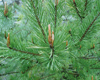 Pin sylvestre (Pinus Sylvestris) BIO, Pranarôm, 10 ml Pin sylvestre (Pinus Sylvestris) BIO, Pranarôm, 10 ml