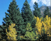 Sapin argent� (Abies Alba), Pranar�m, 10 ml