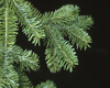 Sapin baumier (Abies Balsamea), Pranarôm, 10 ml Sapin baumier (Abies Balsamea), Pranarôm, 10 ml