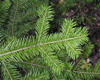 Sapin de Sib�rie (Abies Sibirica), Pranar�m, 10 ml