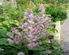 Sauge sclar�e (Salvia sclarea) BIO, Pranar�m, 5 ml