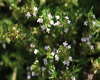 Thym � feuilles de sarriette (Thymus satureioides) BIO, 10 ml