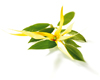 Ylang-ylang extra (Cananga odorata), Pranar�m, 5 ml