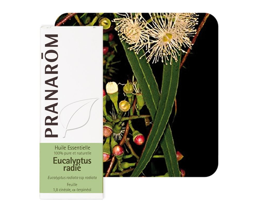 Huile Essentielle D'Eucalyptus Radié - 30 Ml - 100% Pure Et Naturelle - Cléophée Paris