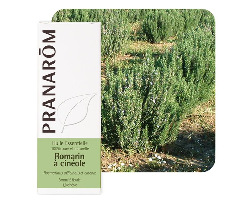 Rosmarinus officinalis : huile essentielle de romarin à cinéole - Pranarom.