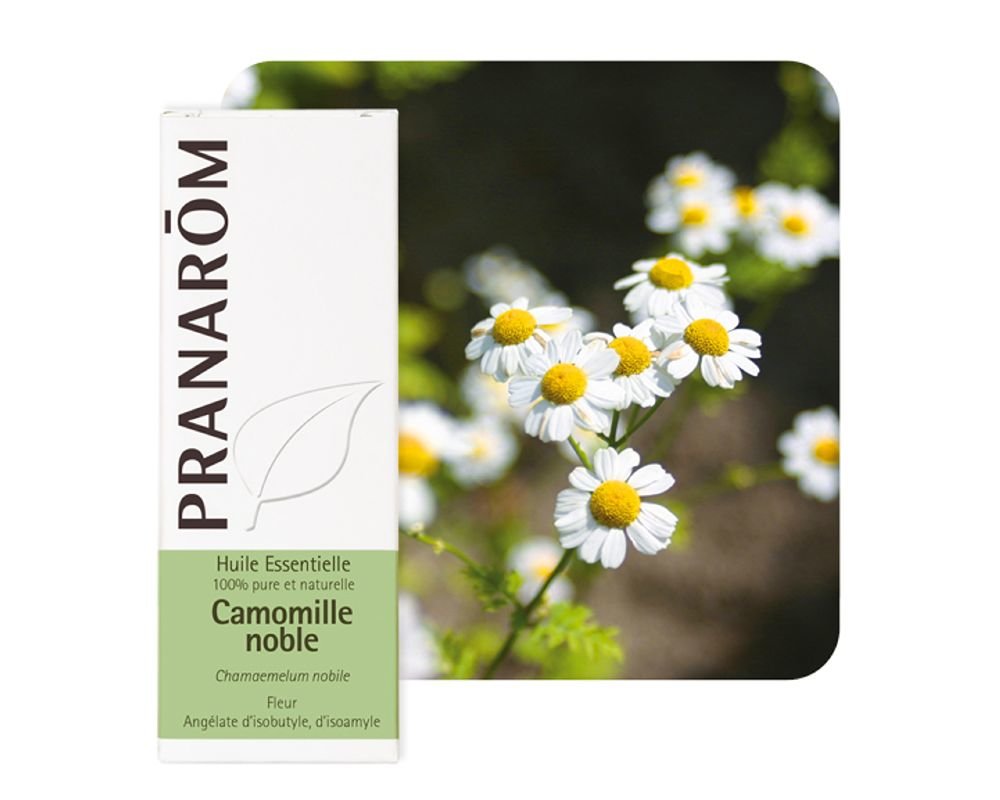 Camomille noble (Chamaemelum nobile) - Pranarôm - 5ml